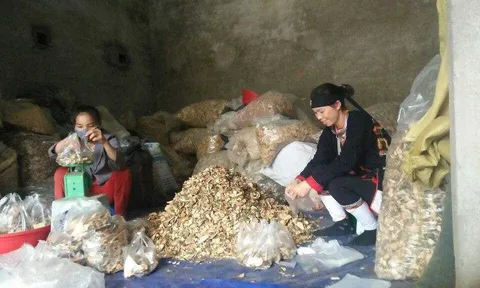 Nhiều bệnh nhân mắc bệnh xương khớp mang ơn bài thuốc có hơn 50 loại thảo dược của lương y núi Tản